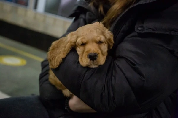 Домашні тварини в цивільних укриттях